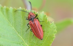 Anostirus purpureus