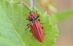 Anostirus purpureus