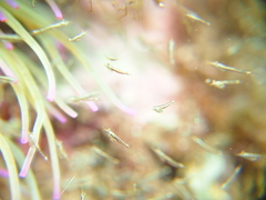 Leptomysis mediterranea