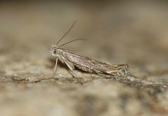 Isophrictis striatella