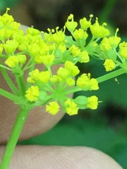 Thaspium barbinode