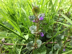 Glechoma hederacea