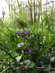 Glechoma hederacea