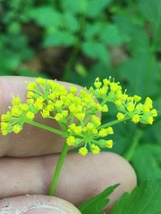 Thaspium barbinode