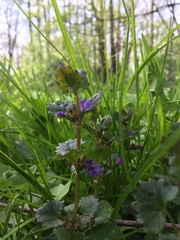 Glechoma hederacea