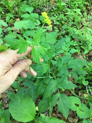 Thaspium barbinode