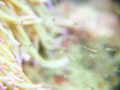Leptomysis mediterranea