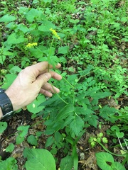 Thaspium barbinode