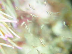 Leptomysis mediterranea