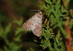 Adalbertia castiliaria