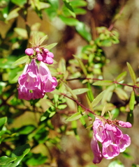 Agalinis genistifolia