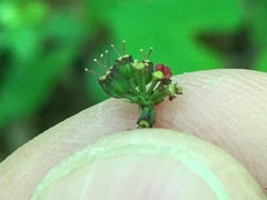 Thaspium barbinode