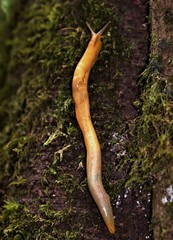 Elisolimax
