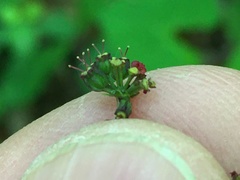 Thaspium barbinode