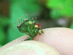 Thaspium barbinode