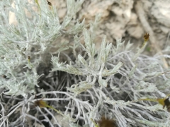 Thymophylla setifolia