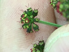 Thaspium barbinode