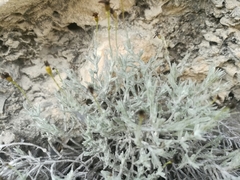 Thymophylla setifolia