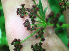 Thaspium barbinode