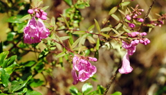 Agalinis genistifolia