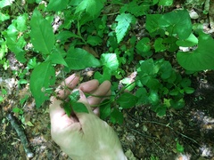 Thaspium barbinode