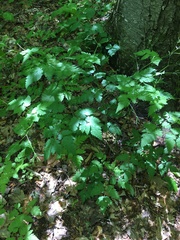 Thaspium barbinode