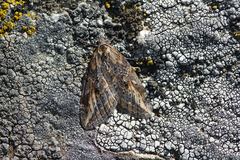 Chesias isabella