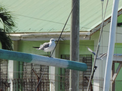 Leucophaeus atricilla