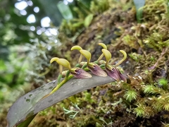 Acianthera