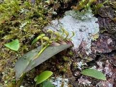 Acianthera