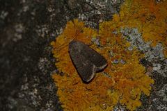 Caradrina flavirena