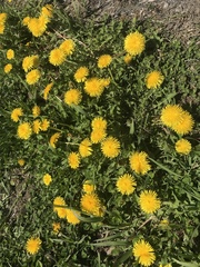 Taraxacum officinale