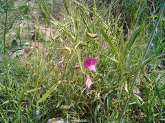 Lathyrus