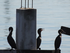 Nannopterum brasilianum