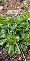 Asteraceae
