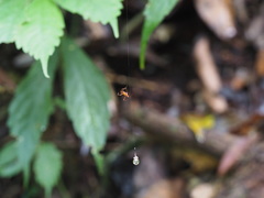 Nephila pilipes