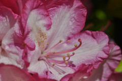 Rhododendron × hybridum