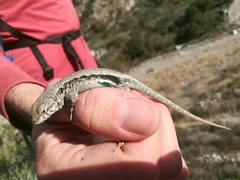 Sceloporus couchii