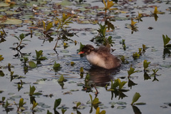 Tachybaptus ruficollis