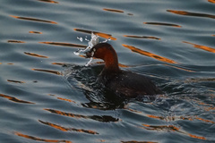 Tachybaptus ruficollis