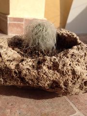 Cephalocereus senilis