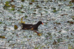 Gallinula chloropus