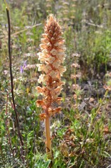 Orobanche amethystea amethystea
