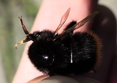 Bombus ruderarius