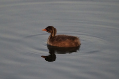 Tachybaptus ruficollis