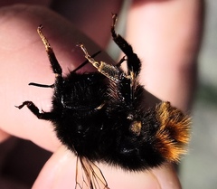 Bombus ruderarius