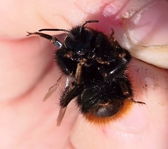 Bombus ruderarius