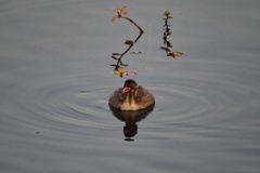 Tachybaptus ruficollis