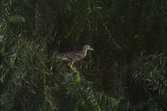 Nycticorax nycticorax