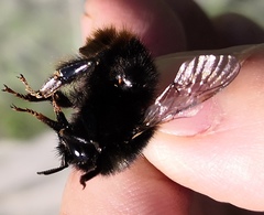 Bombus ruderarius